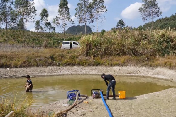 黄骨鱼吃哪些饲料，可用动物性饲料或人工搭配饲料