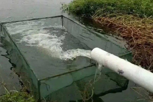 黄骨鱼吃哪些饲料，可用动物性饲料或人工搭配饲料