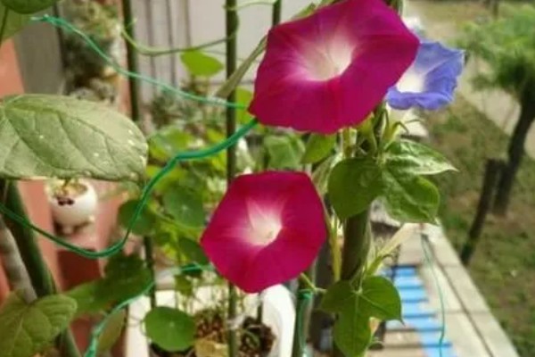 牵牛花能不能在花盆中生长,使用疏松肥沃、排水良好的盆土可以旺盛生长