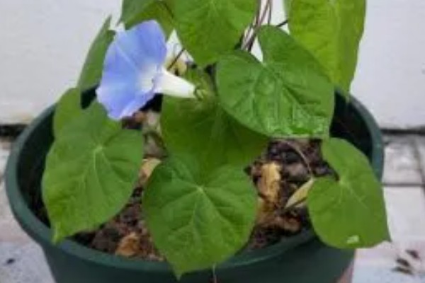 牵牛花能不能在花盆中生长,使用疏松肥沃、排水良好的盆土可以旺盛生长
