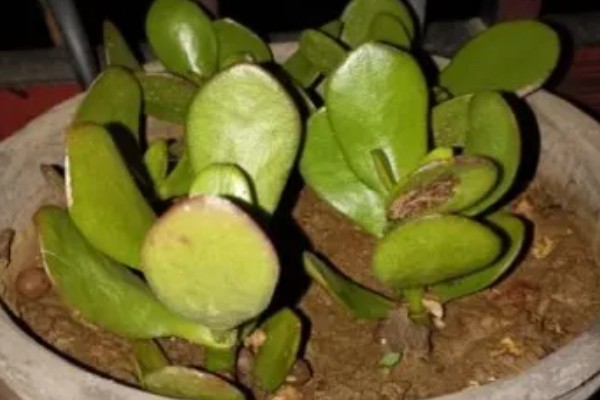 燕子掌的繁殖方法，以扦插和分株为主