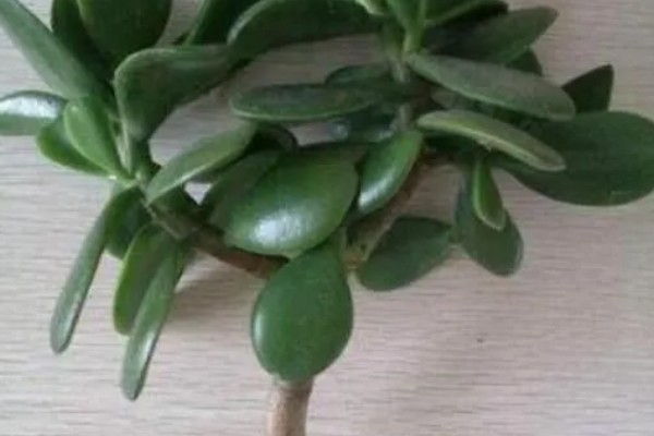 燕子掌的繁殖方法，以扦插和分株为主