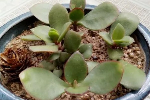 燕子掌的繁殖方法，以扦插和分株为主