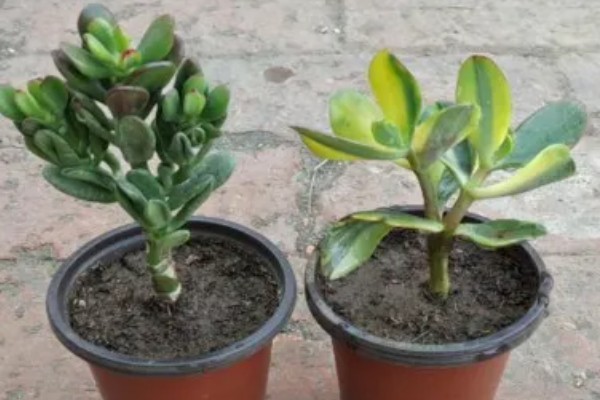 燕子掌的繁殖方法，以扦插和分株为主