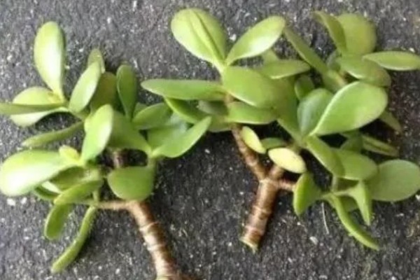 燕子掌的繁殖方法，以扦插和分株为主