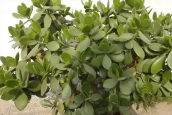 燕子掌的繁殖方法，以扦插和分株为主