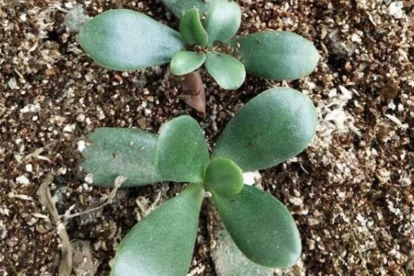 燕子掌的繁殖方法，以扦插和分株为主