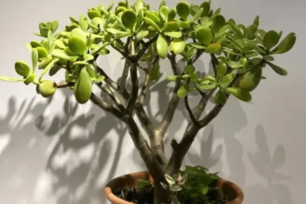 燕子掌的繁殖方法，以扦插和分株为主