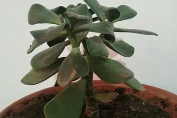 燕子掌的繁殖方法，以扦插和分株为主