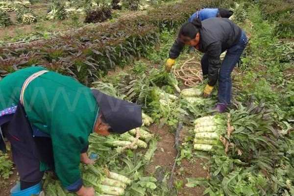 莴笋什么时候采收，茎充分肥大之前可随时采收嫩株上市