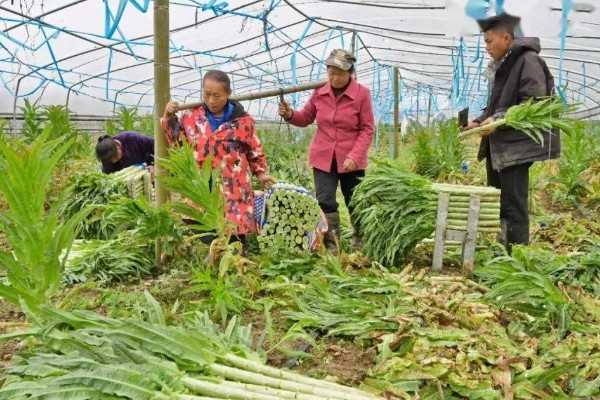 莴笋什么时候采收，茎充分肥大之前可随时采收嫩株上市