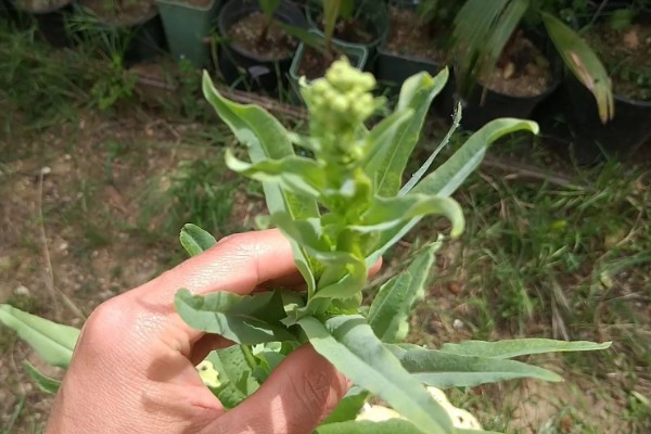 莴笋什么时候采收，茎充分肥大之前可随时采收嫩株上市