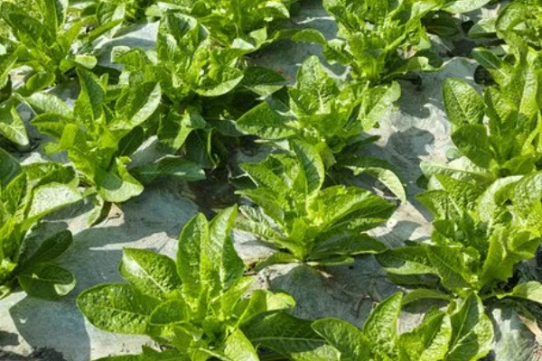 莴笋什么时候采收，茎充分肥大之前可随时采收嫩株上市