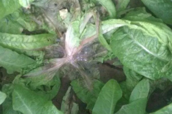 莴笋什么时候采收，茎充分肥大之前可随时采收嫩株上市