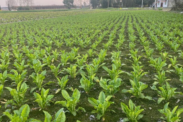 莴笋什么时候采收，茎充分肥大之前可随时采收嫩株上市