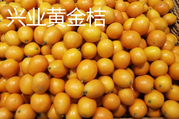 广西兴业县的特产，有兴业茶、兴业黄金桔等