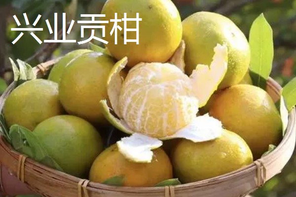 广西兴业县的特产，有兴业茶、兴业黄金桔等