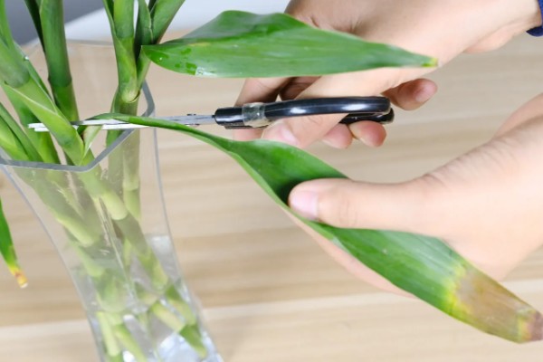 富贵竹叶子卷边怎么处理，要严格减少浇水次数和水量