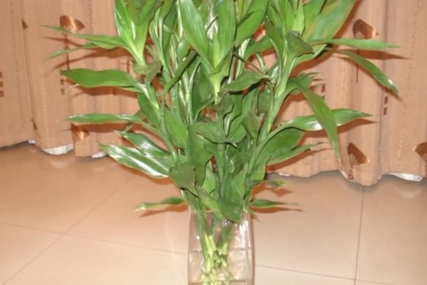 富贵竹叶子卷边怎么处理，要严格减少浇水次数和水量