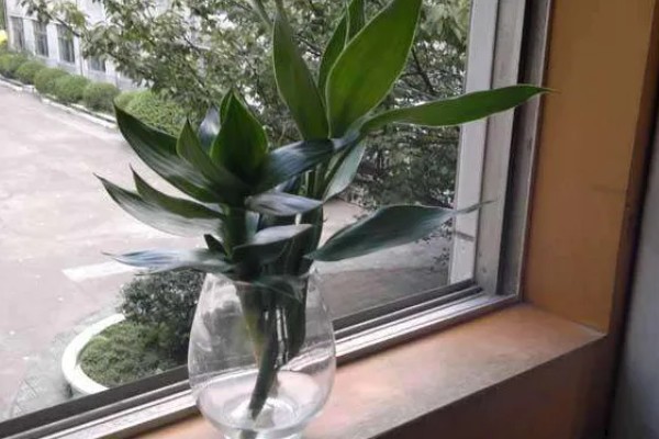 富贵竹叶子卷边怎么处理，要严格减少浇水次数和水量