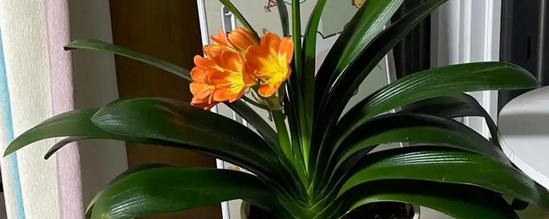 君子兰怎么繁殖,常采取播种、分株等方式