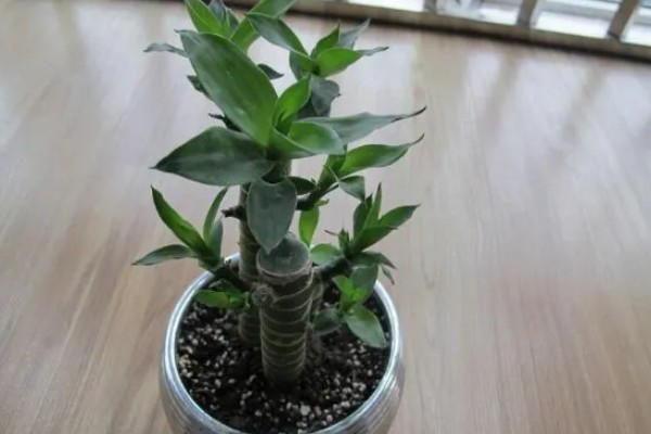 富贵竹叶子卷边怎么处理，要严格减少浇水次数和水量