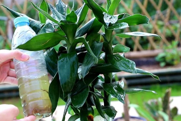 富贵竹叶子卷边怎么处理，要严格减少浇水次数和水量