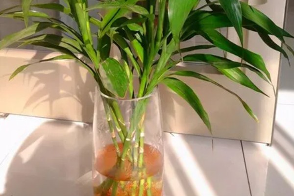 富贵竹叶子卷边怎么处理，要严格减少浇水次数和水量