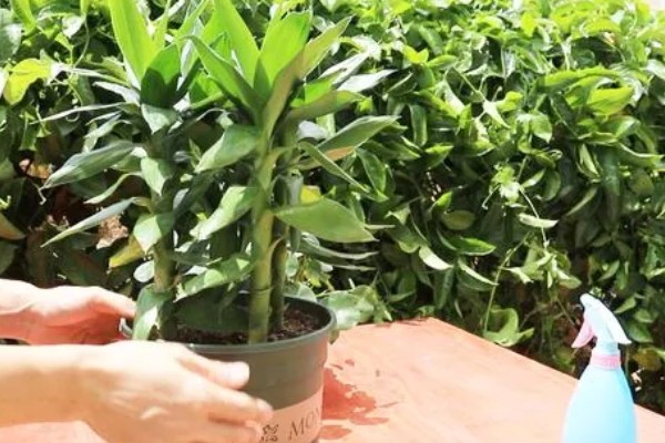 富贵竹叶子卷边怎么处理，要严格减少浇水次数和水量