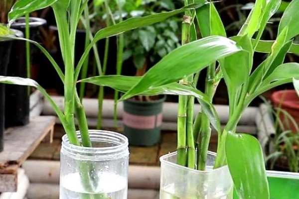 富贵竹叶子卷边怎么处理，要严格减少浇水次数和水量