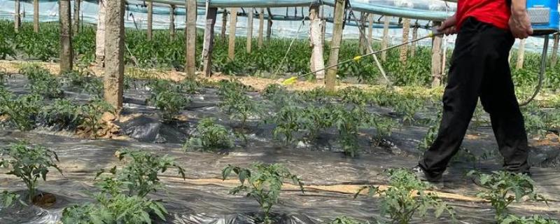 西红柿打杀菌药的时间，发生病害时可在晴天早晨或下午喷药