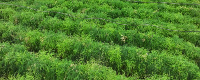 芦笋苗的移栽注意事项，起苗时尽量少伤根系