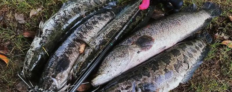 路亚黑鱼吸口与爆口有什么区别，前者声音较小、后者动静较大