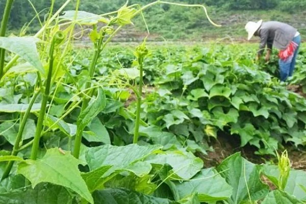 龙须菜的简介,属于天门冬科草本植物