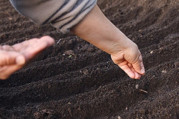 龙须菜的简介,属于天门冬科草本植物