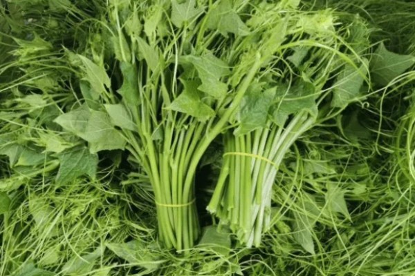 龙须菜的简介,属于天门冬科草本植物