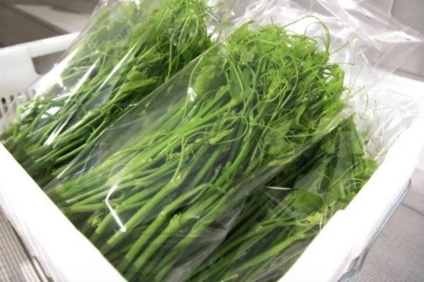 龙须菜的简介,属于天门冬科草本植物