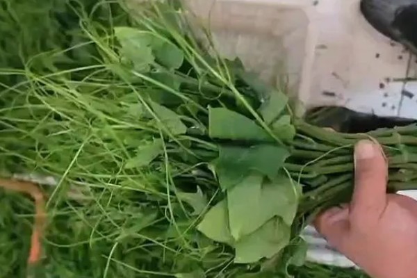 龙须菜的简介,属于天门冬科草本植物