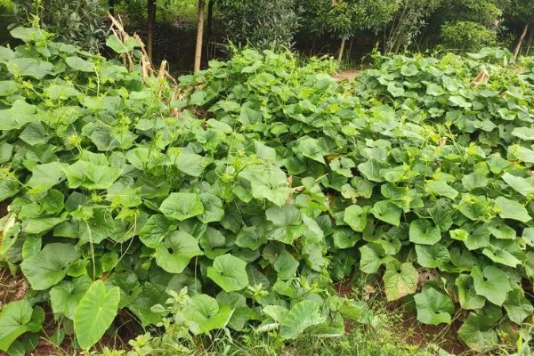 龙须菜的简介,属于天门冬科草本植物