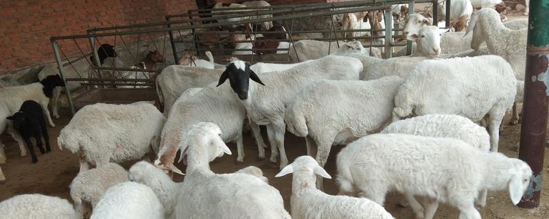 羊不反刍如何处理，食道梗塞可在饲料中添加安胃太保