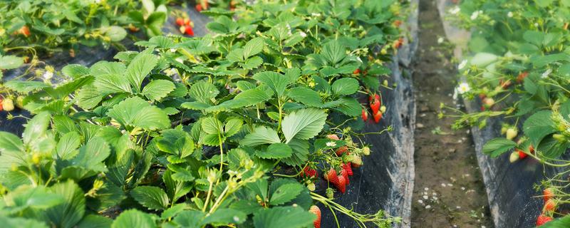 不同生长期如何对草莓施肥，每亩施入农家肥3000-5000公斤