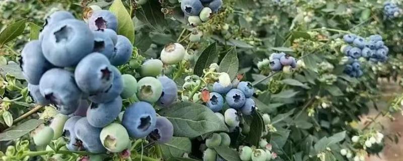 优瑞卡蓝莓有什么特点，果实较大硬度中等