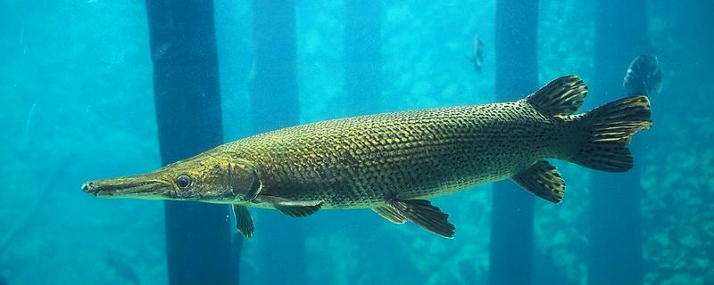 哪些鱼不能放生，外来物种、性情凶猛的鱼都不可以放生