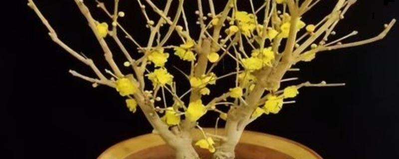 腊梅盆景如何制作，宜用紫砂陶盆种植