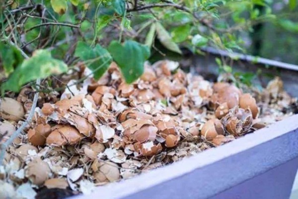 怎么用蛋壳做肥料,暴晒捣碎后埋入土壤中