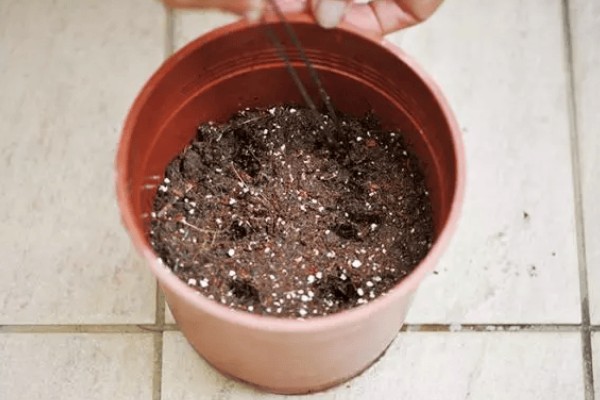 君子兰怎么繁殖,常采取播种、分株等方式