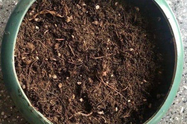 君子兰怎么繁殖,常采取播种、分株等方式