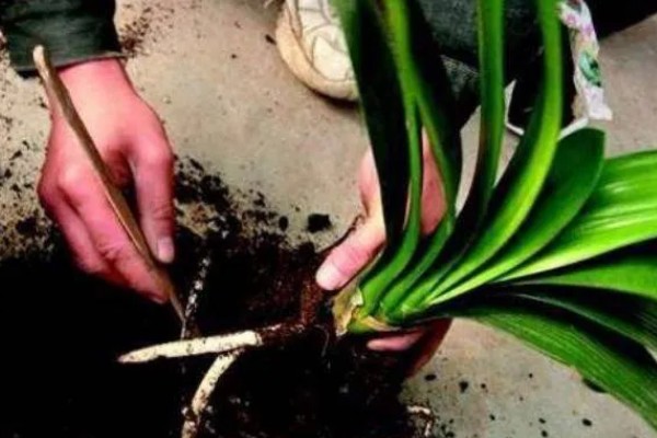 君子兰怎么繁殖,常采取播种、分株等方式