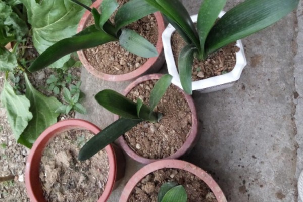 君子兰怎么繁殖,常采取播种、分株等方式