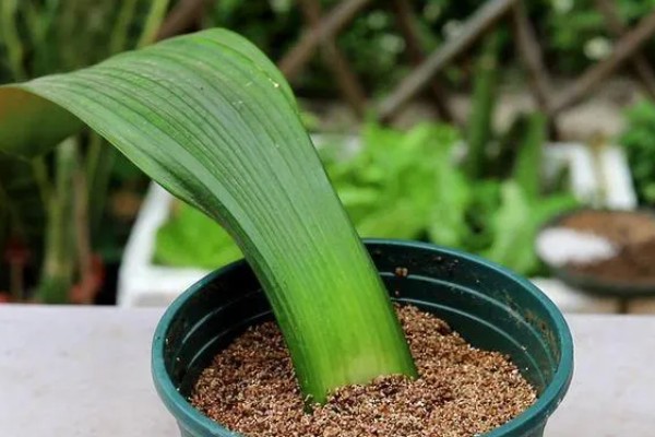 君子兰怎么繁殖,常采取播种、分株等方式